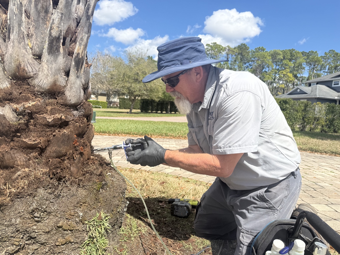 Technician performing trunk injection on a palm
