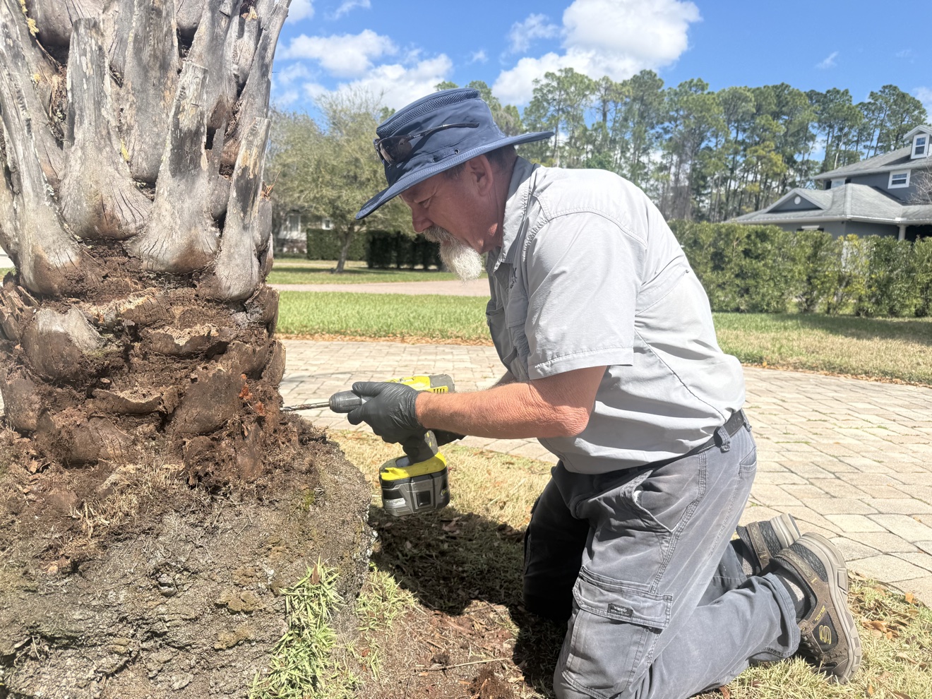 Technician drilling a palm trunk for injection