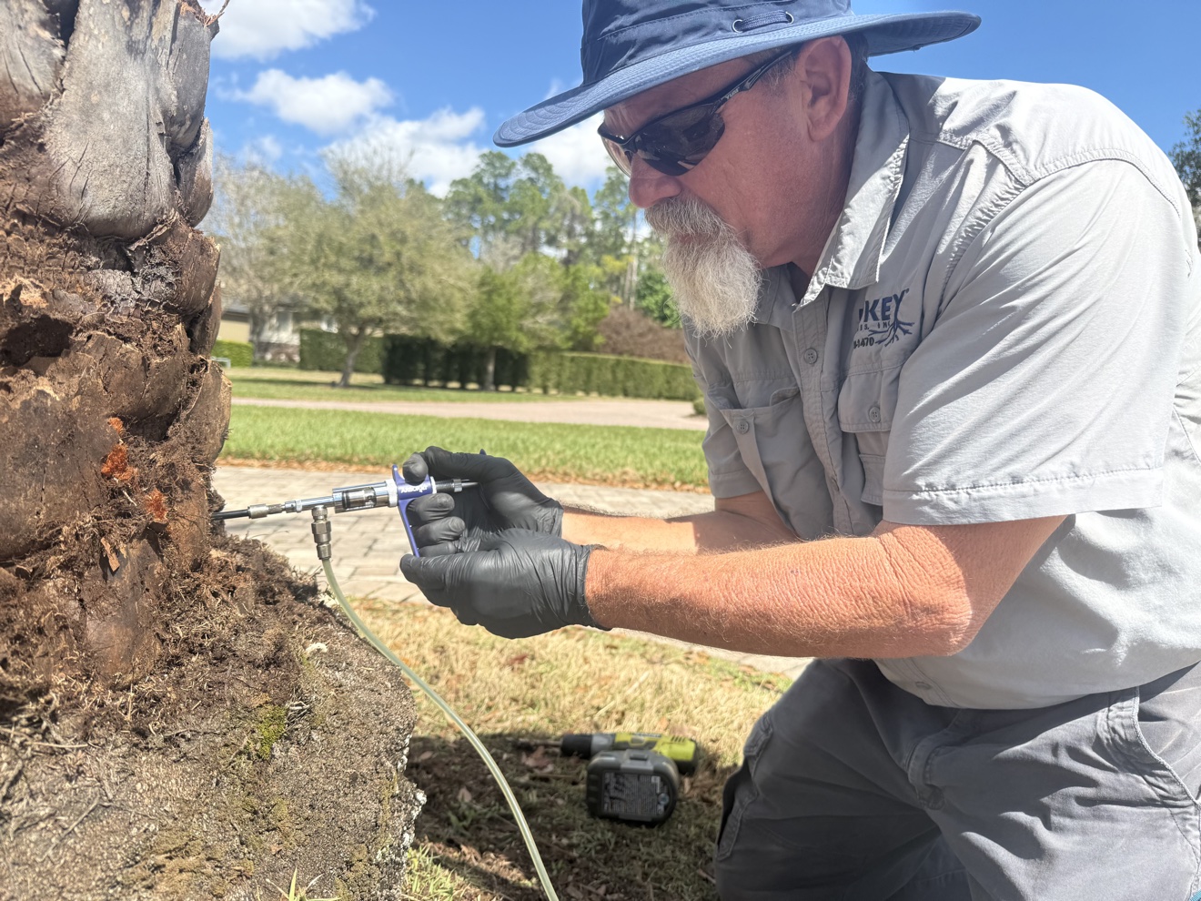 Technician injecting a palm trunk