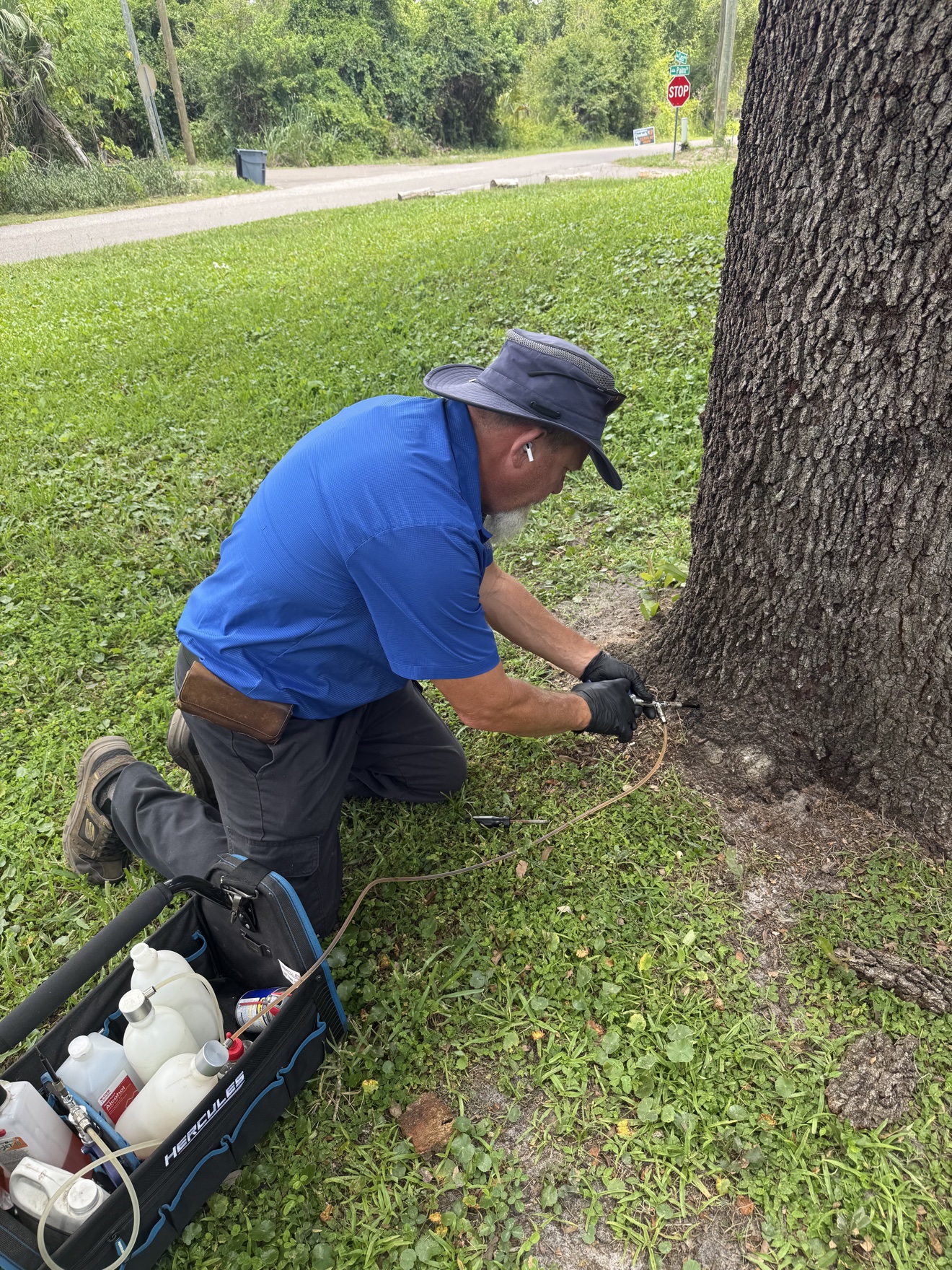 Technician injecting the base of an oak tree